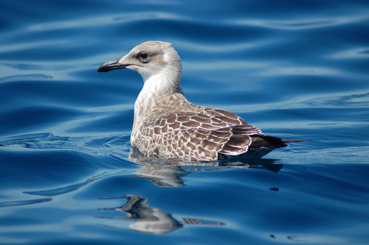 sea bird nature free photo