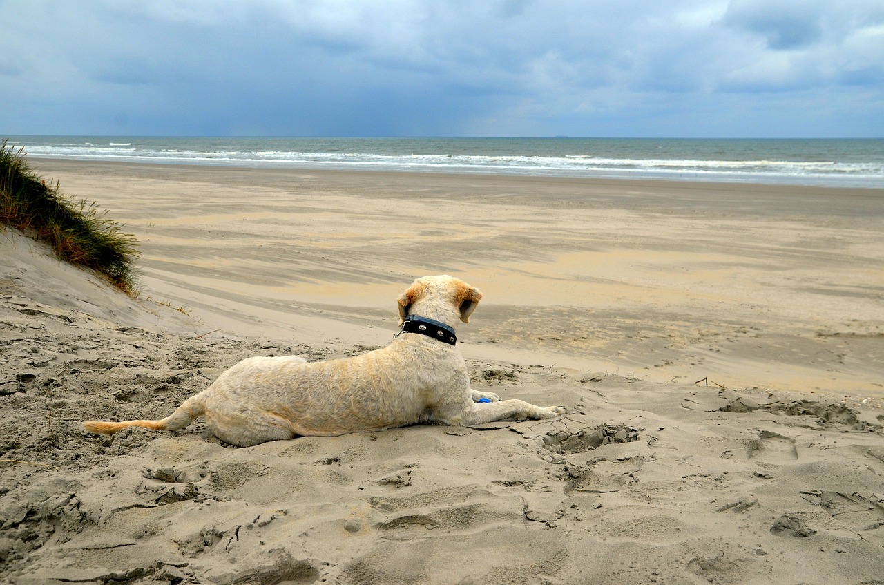 sea beach sand free photo