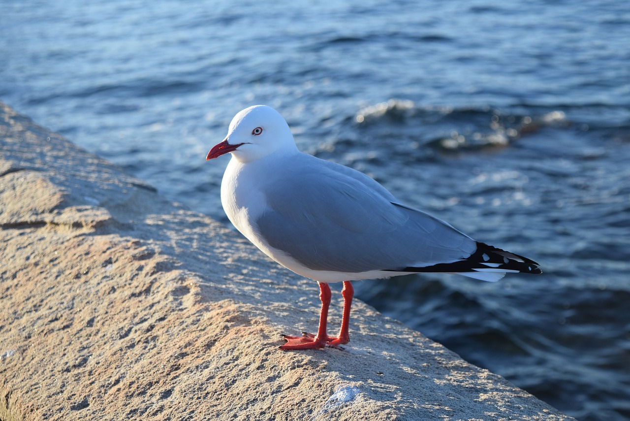 sea nature the body of water free photo