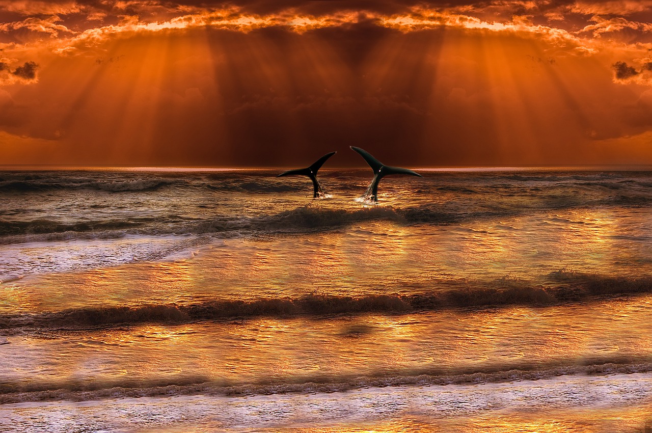 sea wave whale free photo