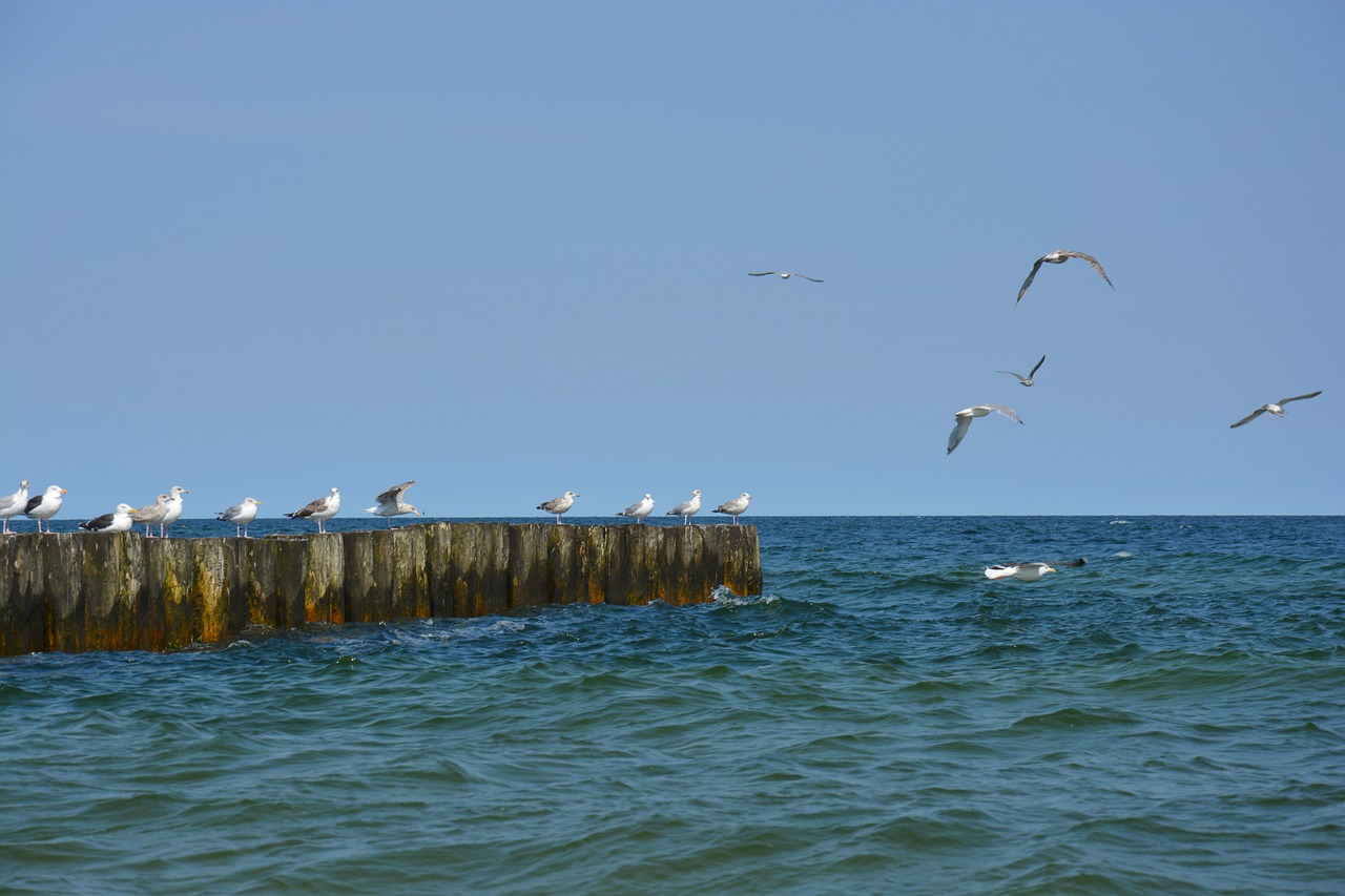 sea sky nature free photo