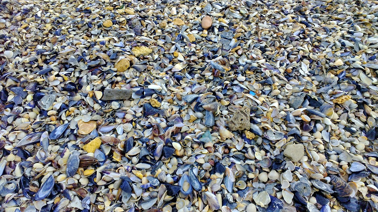 sea beach seashells free photo