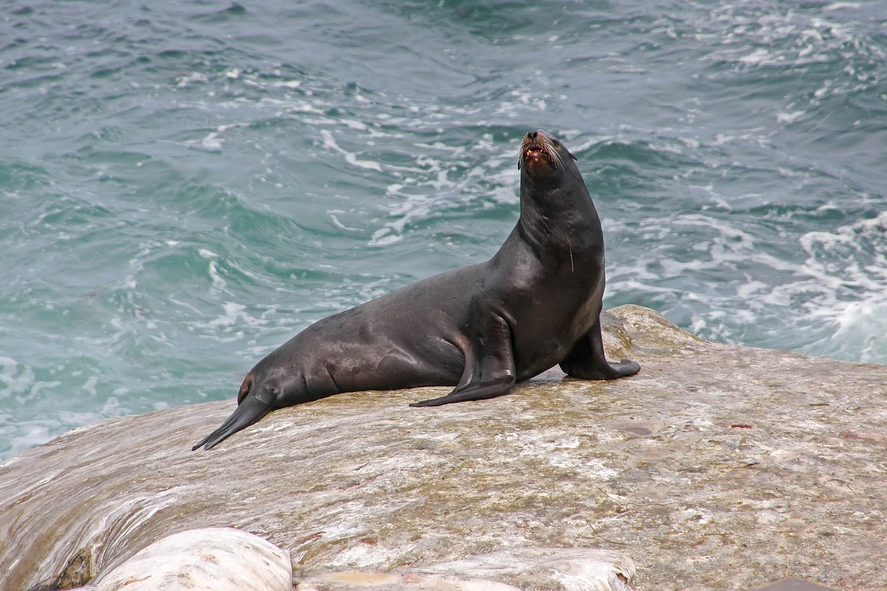 sea ocean seal free photo