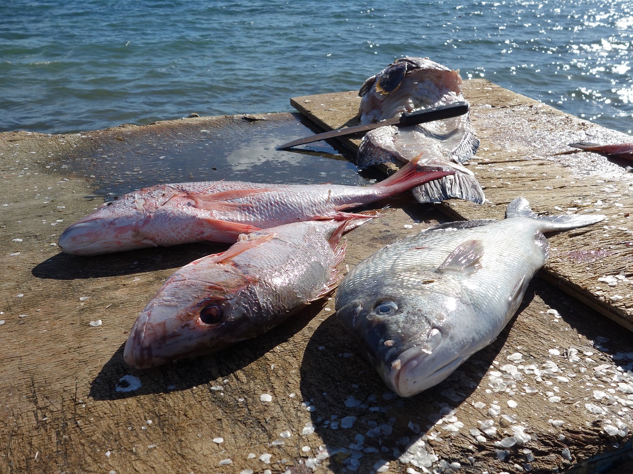 sea nature fish free photo