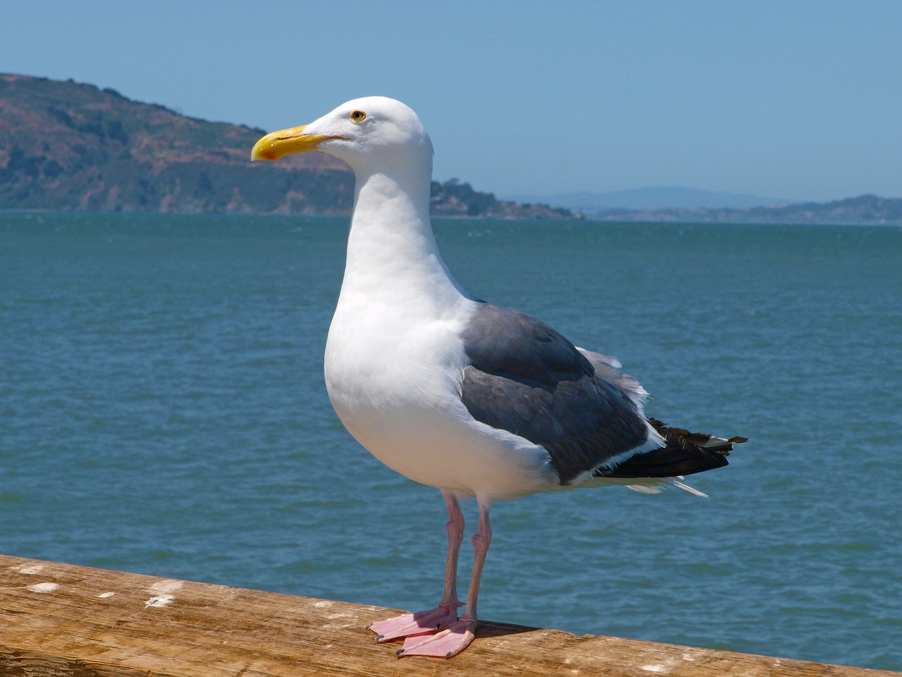 sea water bird free photo