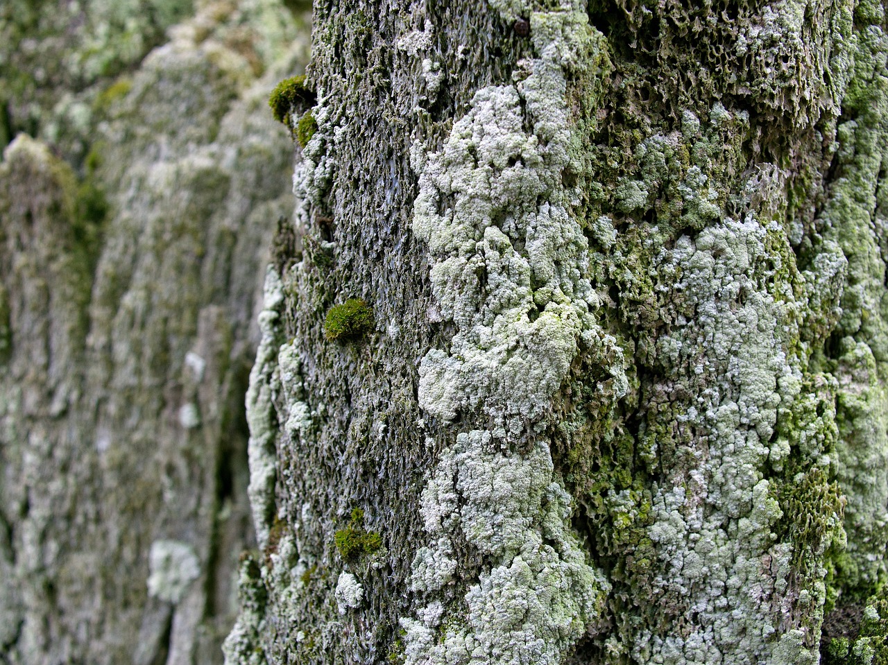 sea moss old free photo