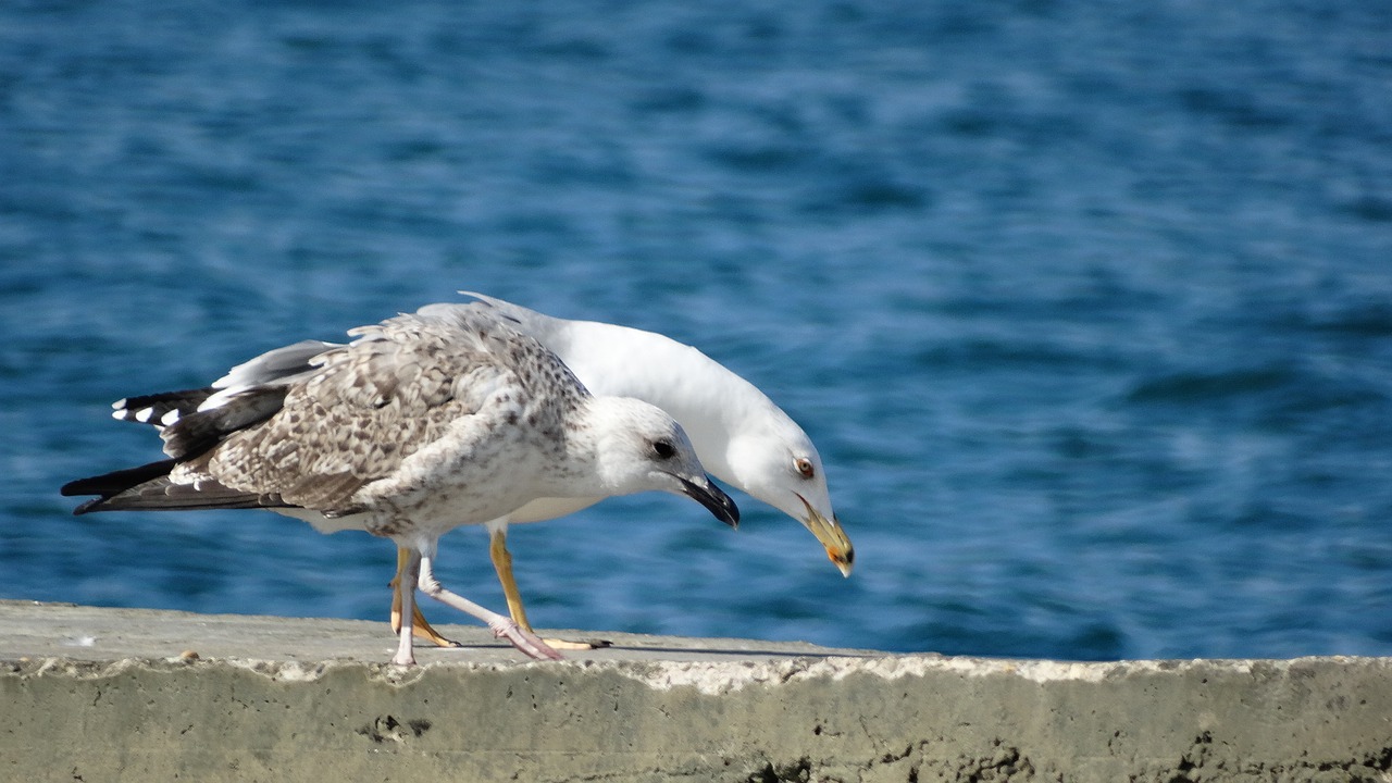 sea  bird  water free photo