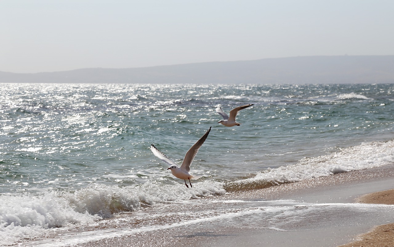 sea  gulls free pictures free photo