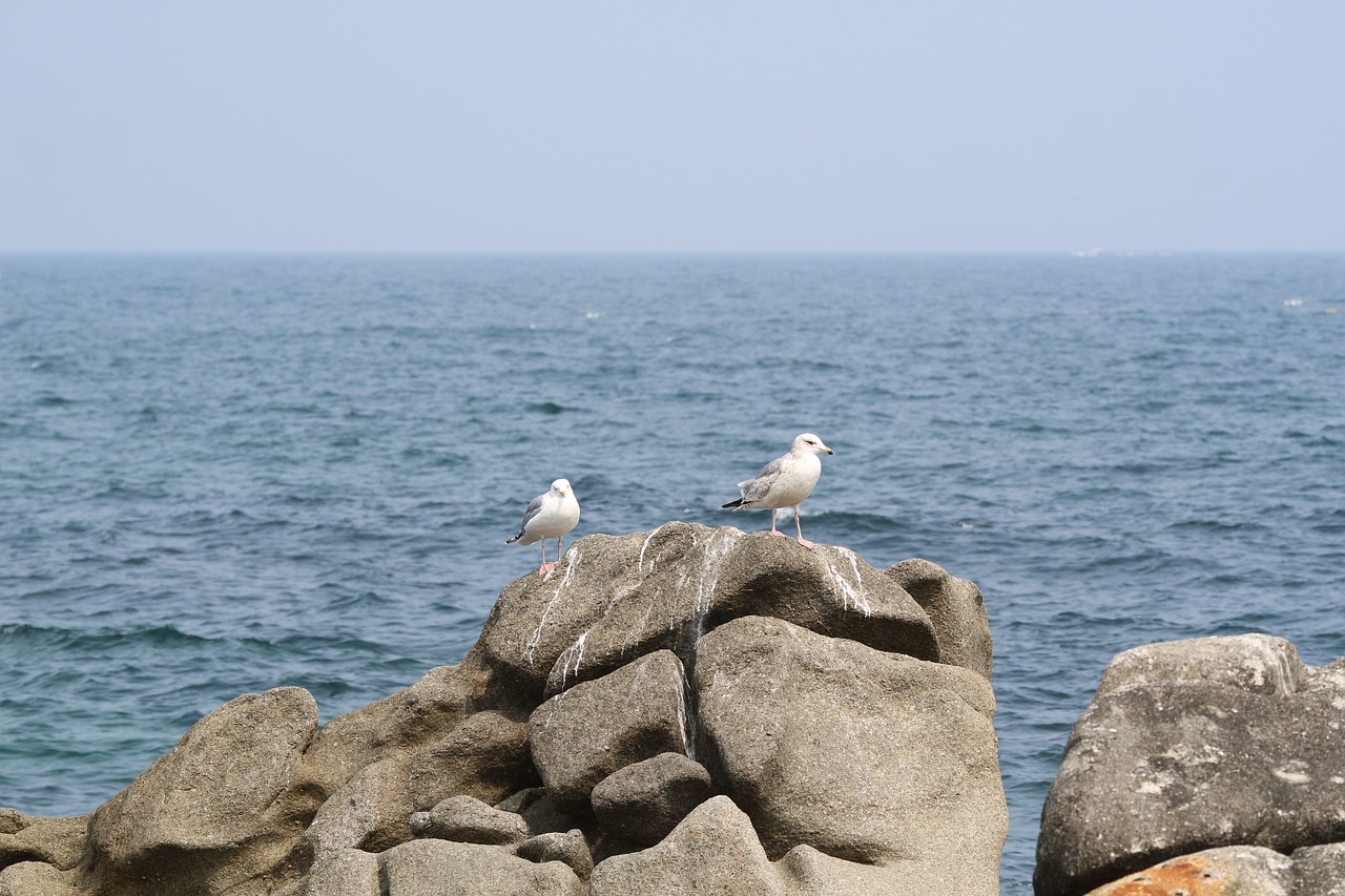 sea  the body of water  nature free photo