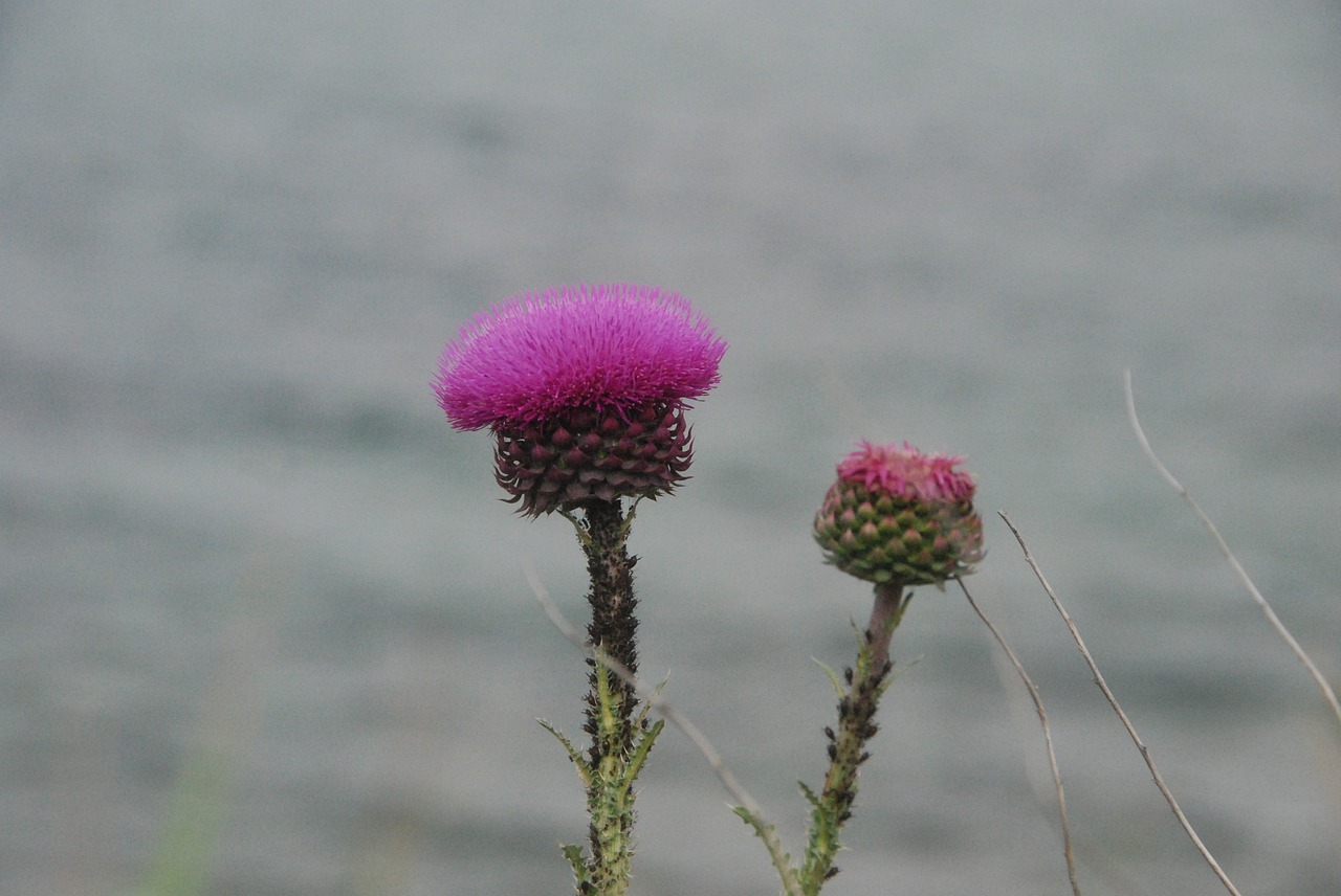 sea flowers nature free photo