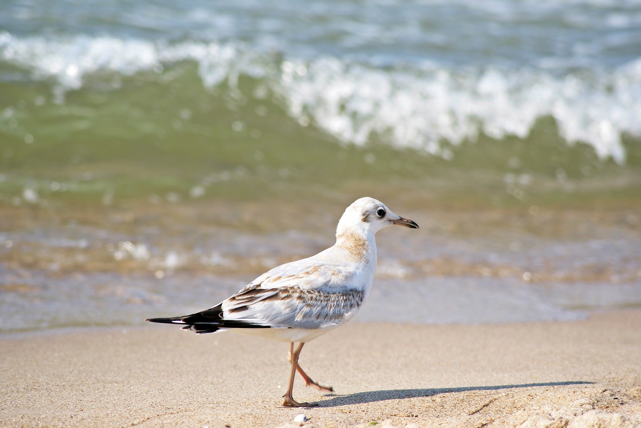 sea  beach  birds free photo