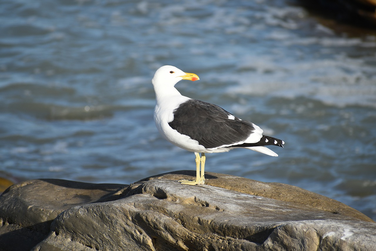 sea  bird  gull free photo