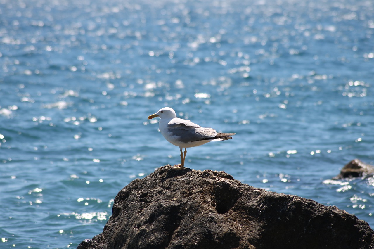 sea  seagull  bird free photo