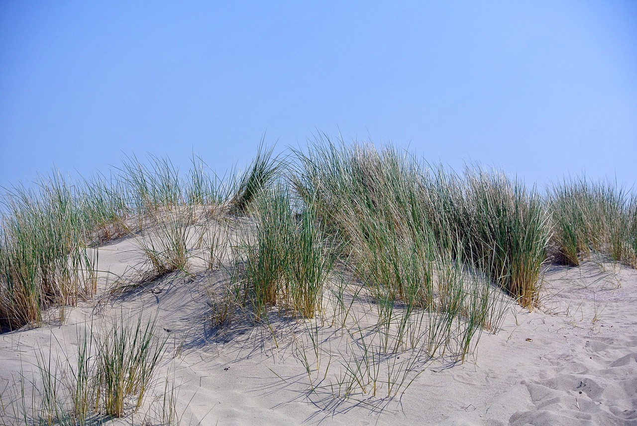 sea  lake  dune free photo