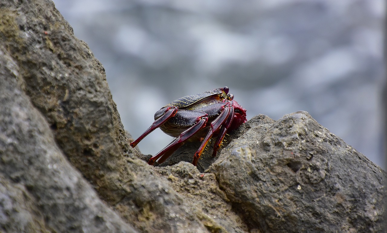 sea  crab  rocks free photo