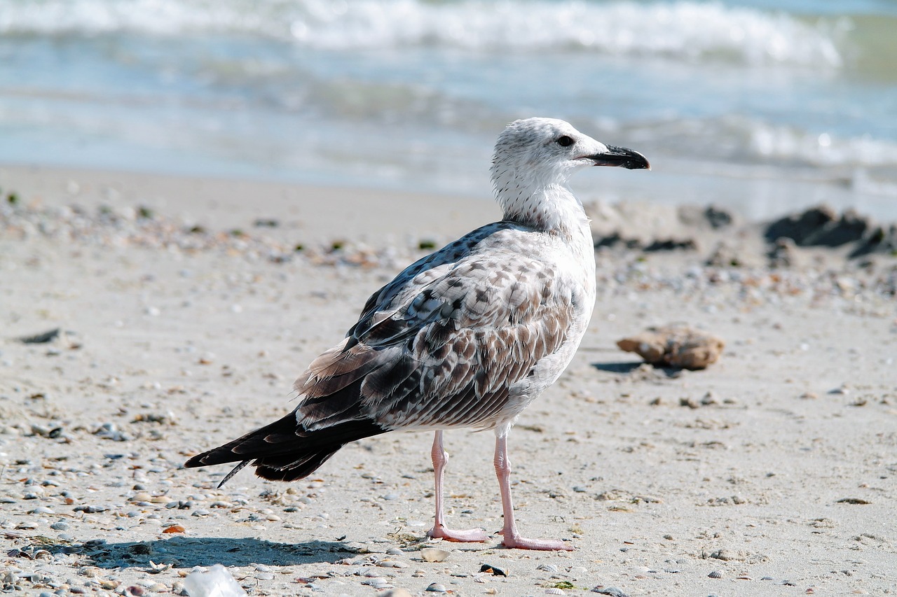 sea  gull  seagull free photo