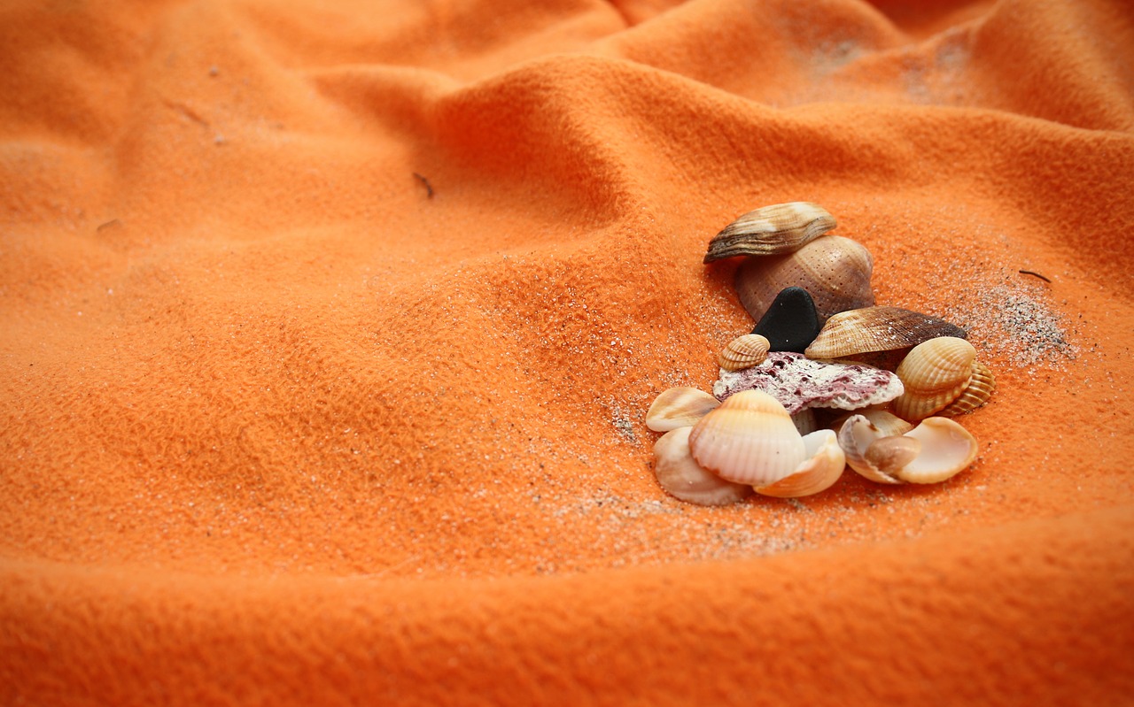 sea  seashells  beach free photo