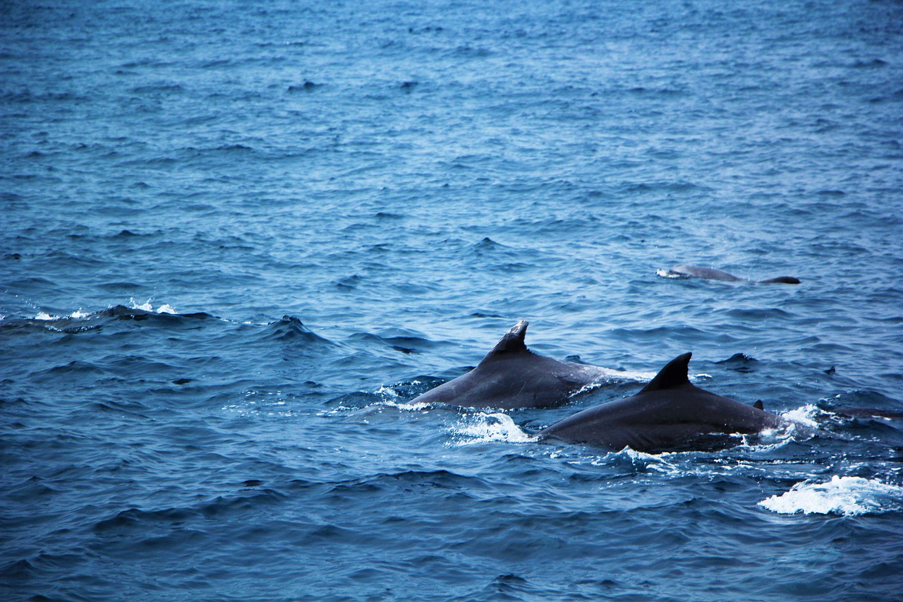 sea  blue  dolphins free photo
