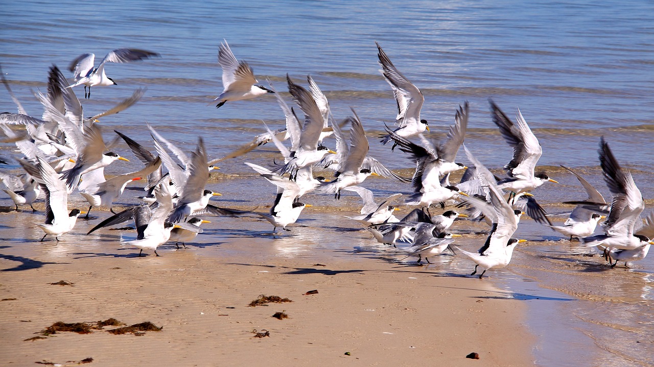 sea  birds  flight free photo