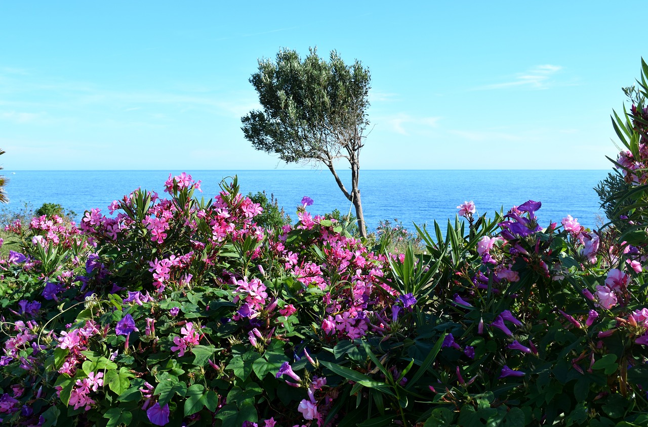 sea  plant  nature free photo