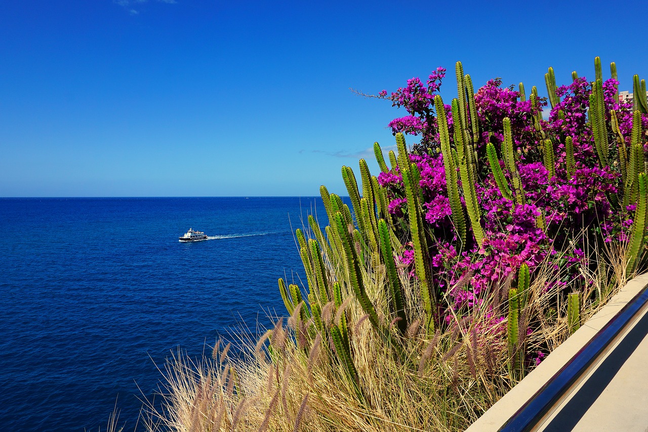 sea  flowers  las palmas free photo