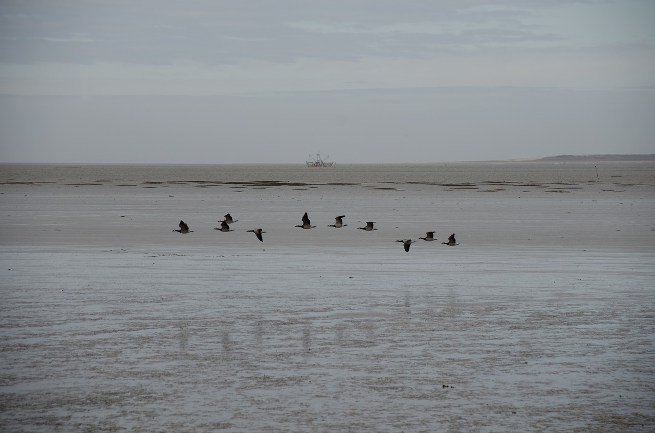 sea  gulls  bird free photo