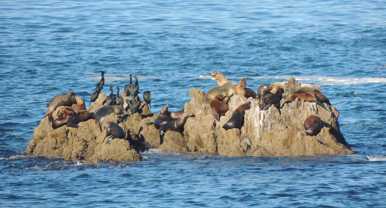 sea  lions  animal free photo