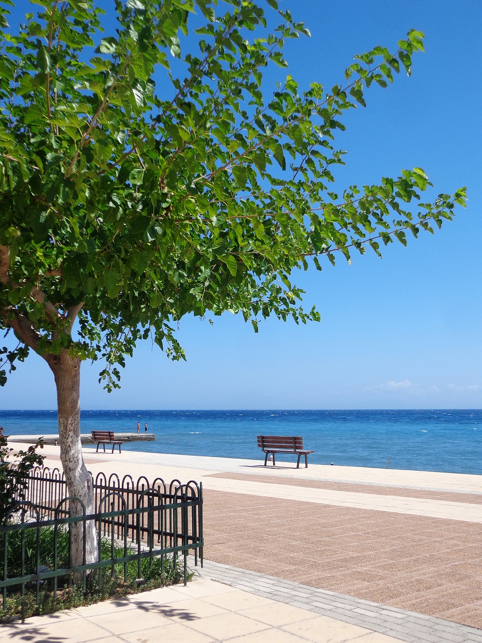 sea  tree  bench free photo