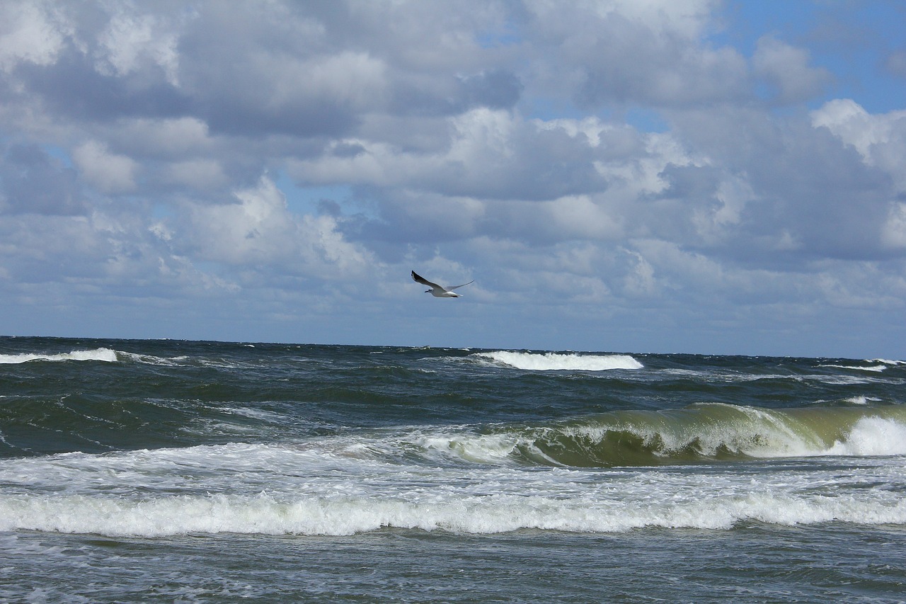 sea  wave  seagull free photo