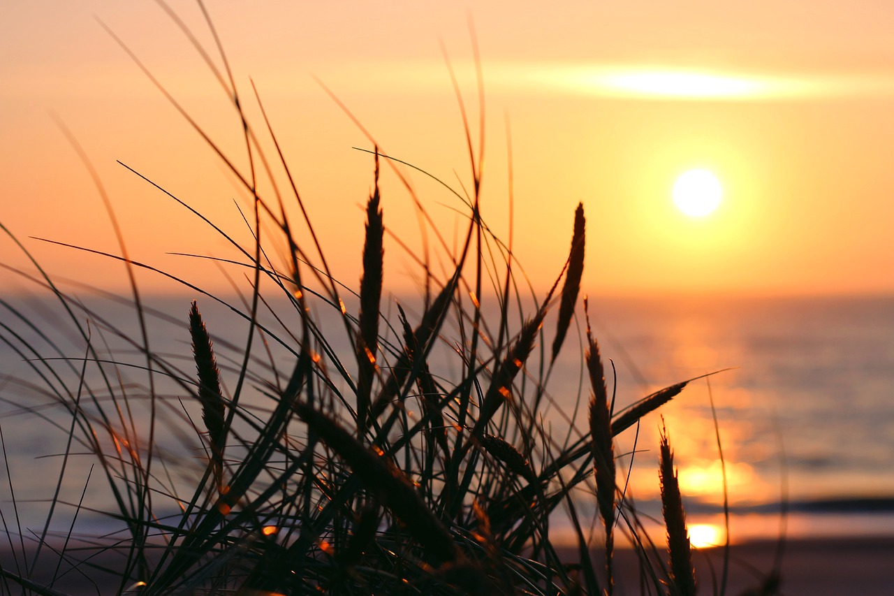 sea  marram grass  sunset free photo