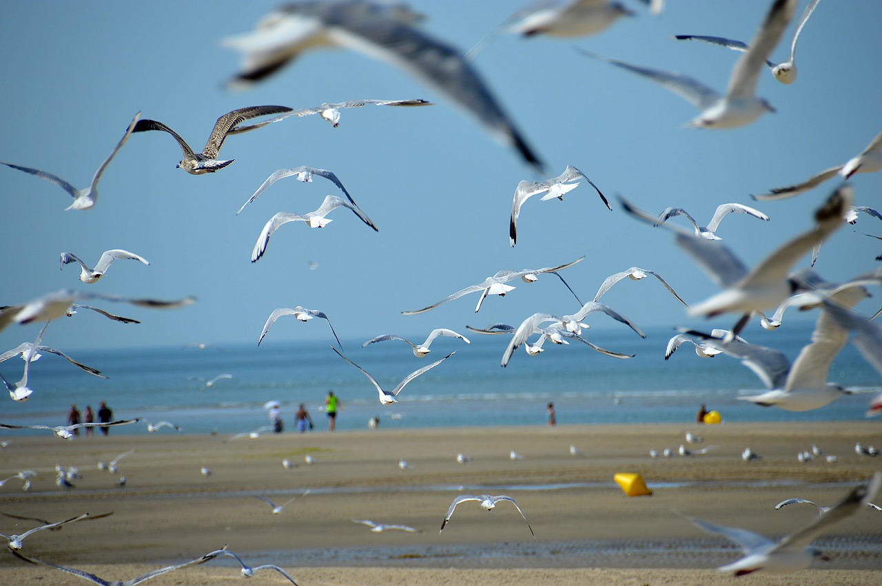 sea  beach  stella beach free photo