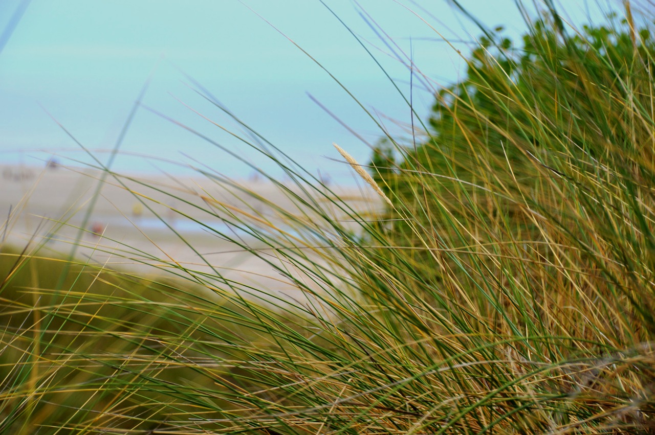 sea  beach  stella beach free photo