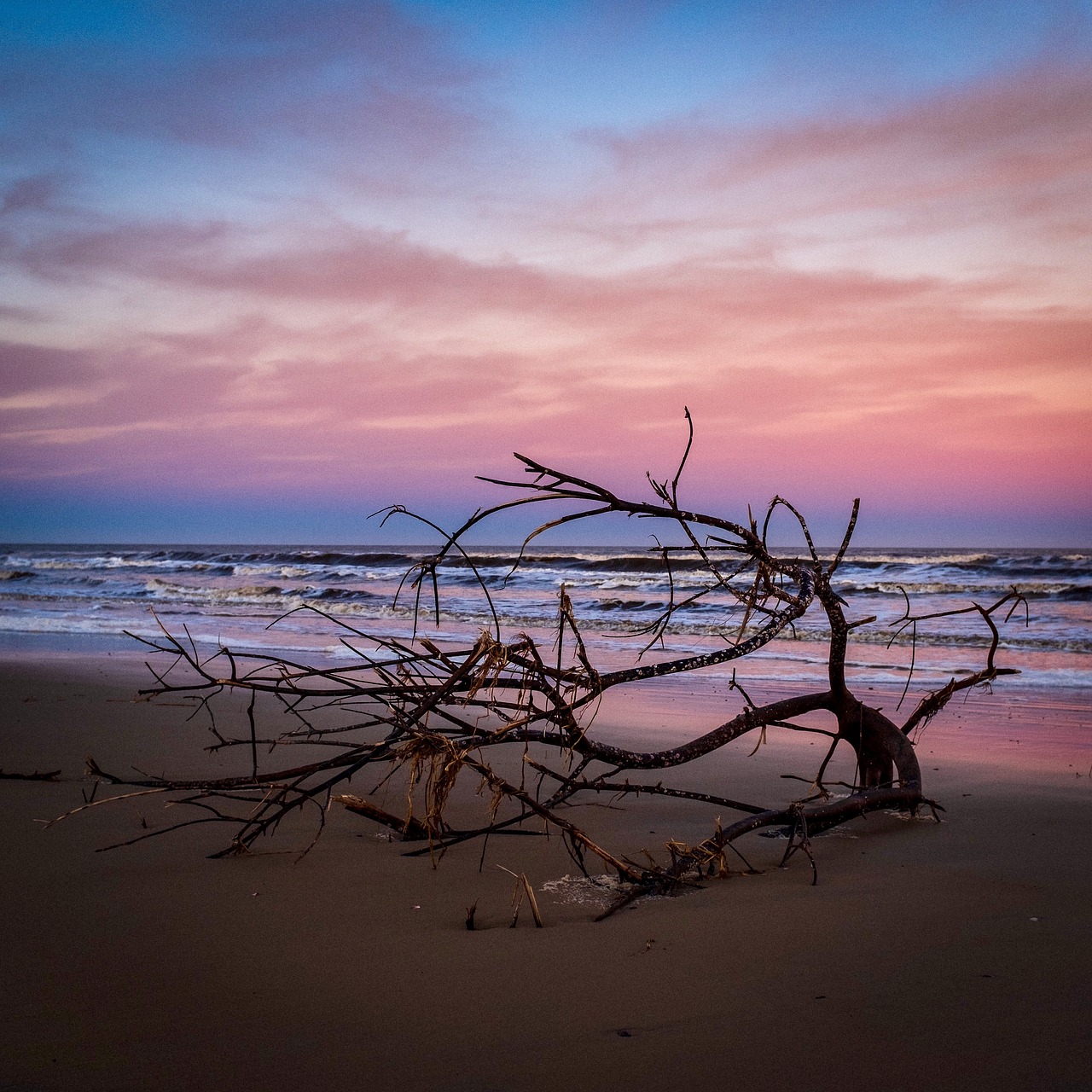 sea  branch  nature free photo