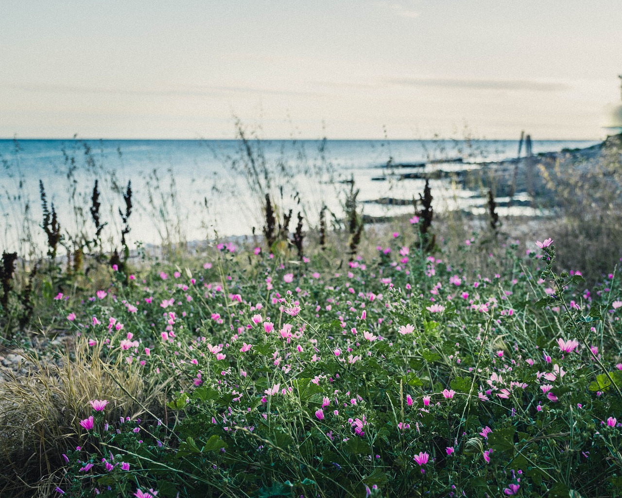 sea  landscape  beach free photo