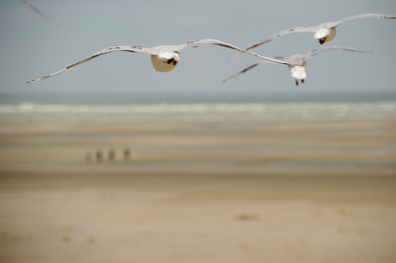 sea  beach  stella beach free photo