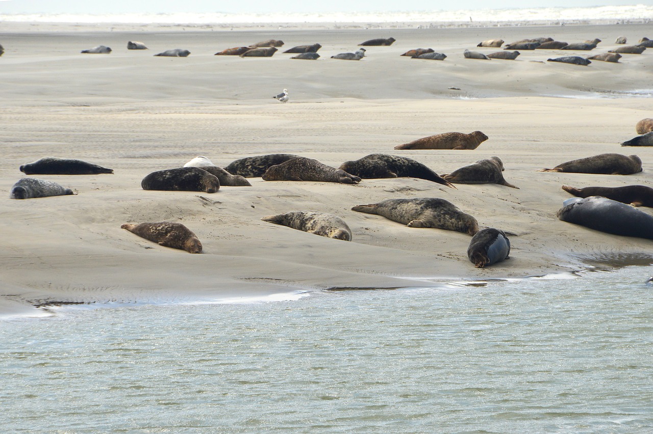 sea  beach  berck free photo