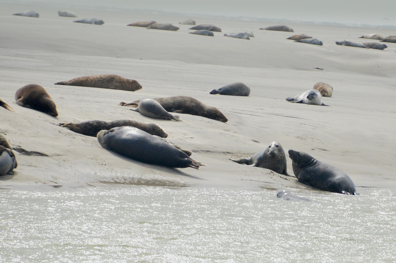 sea  beach  berck free photo