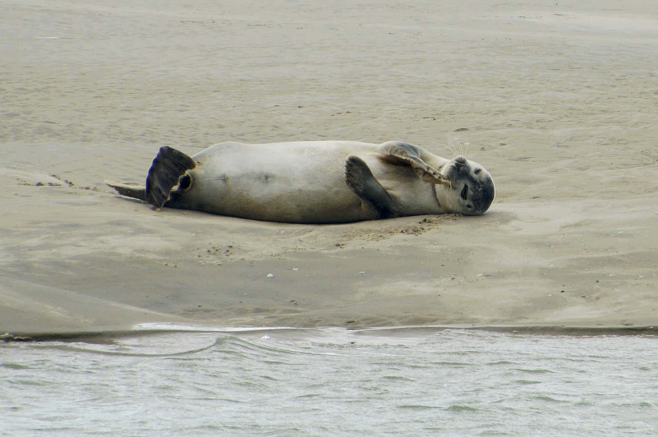 sea  beach  berck free photo