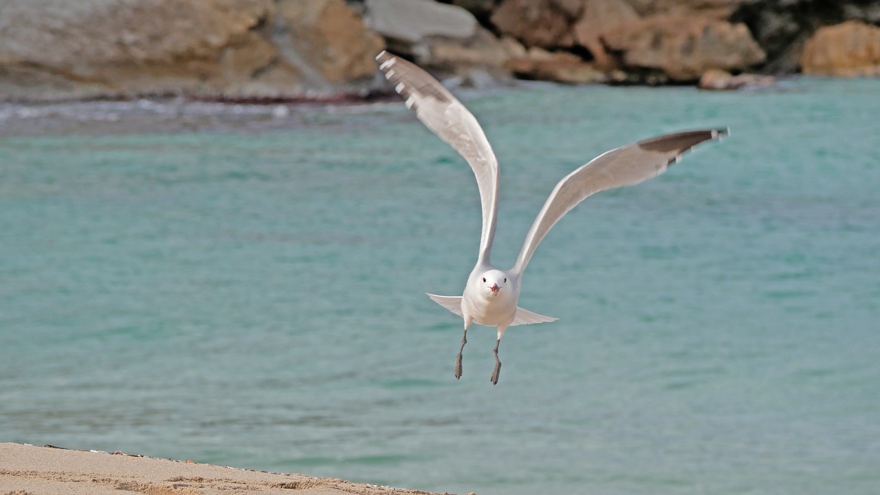 sea  seagull  mallorca free photo