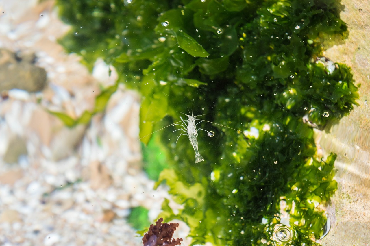 sea  water  life free photo