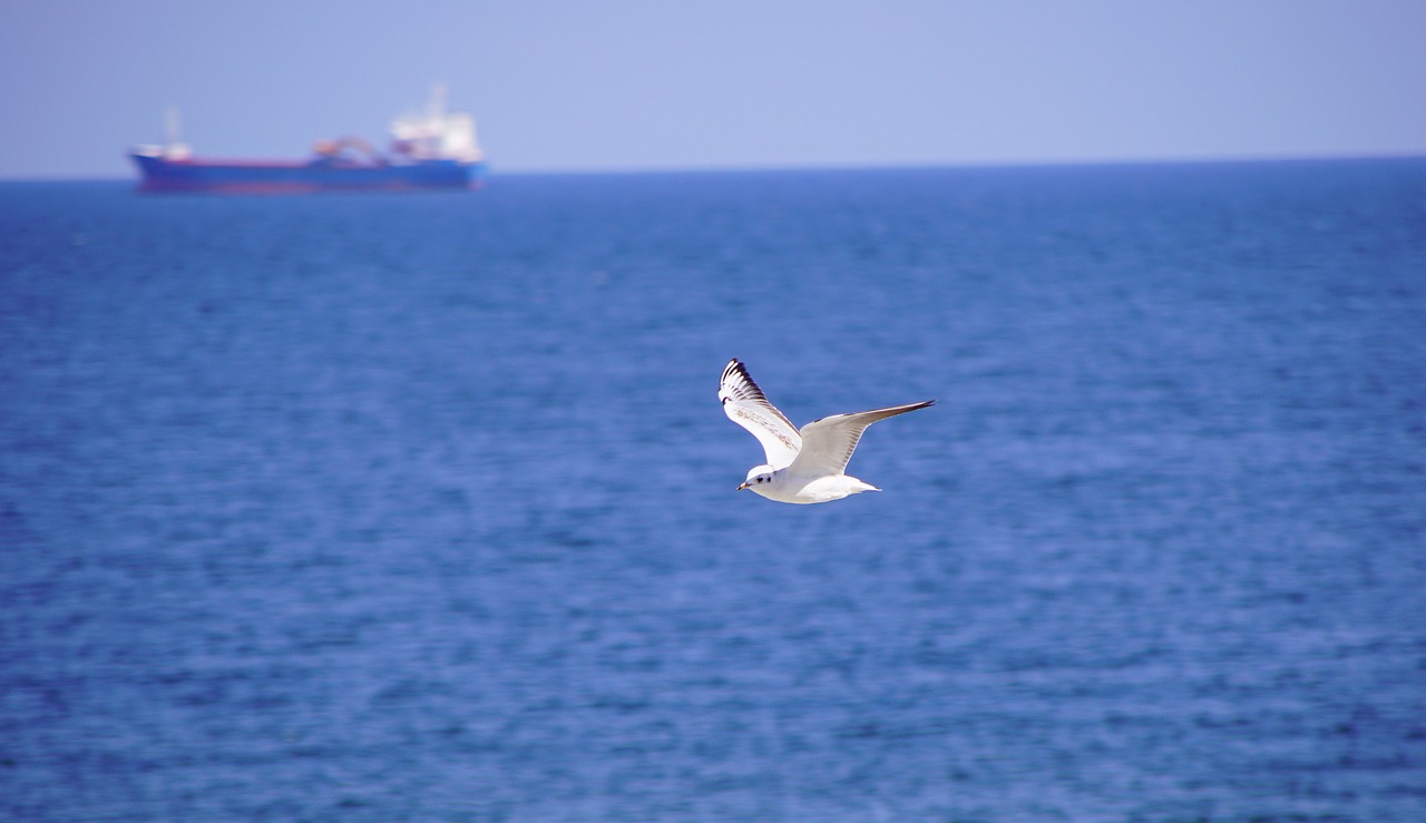 sea  seagull  ship free photo