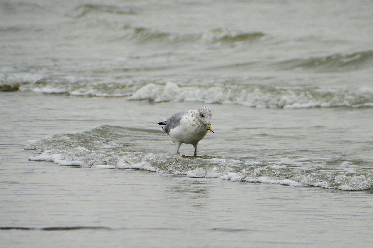 sea  beach  stella beach free photo