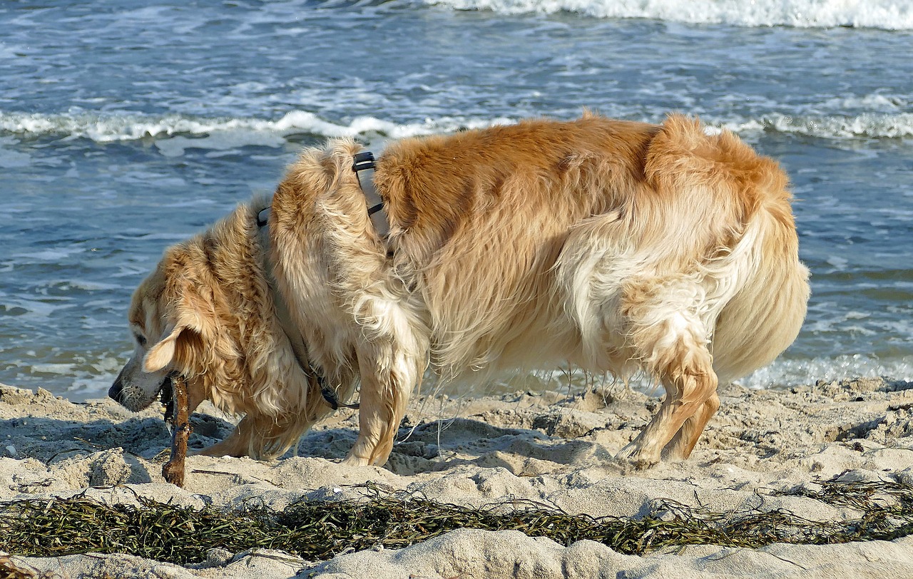Sea, beach, dog, golden retriever, water - free image from needpix.com