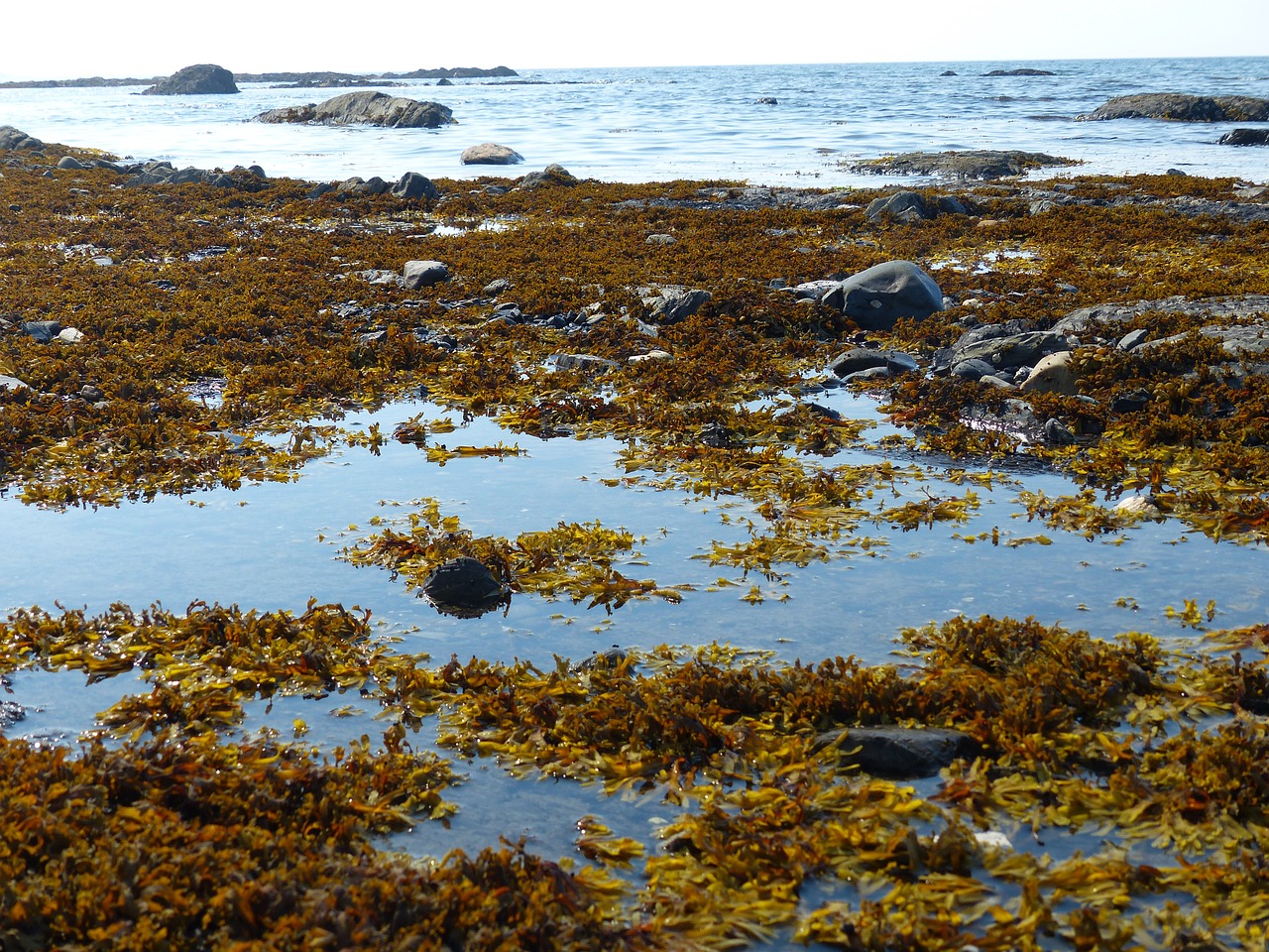 sea  rocks  nature free photo