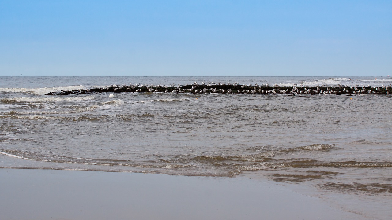 sea  gulls  water free photo