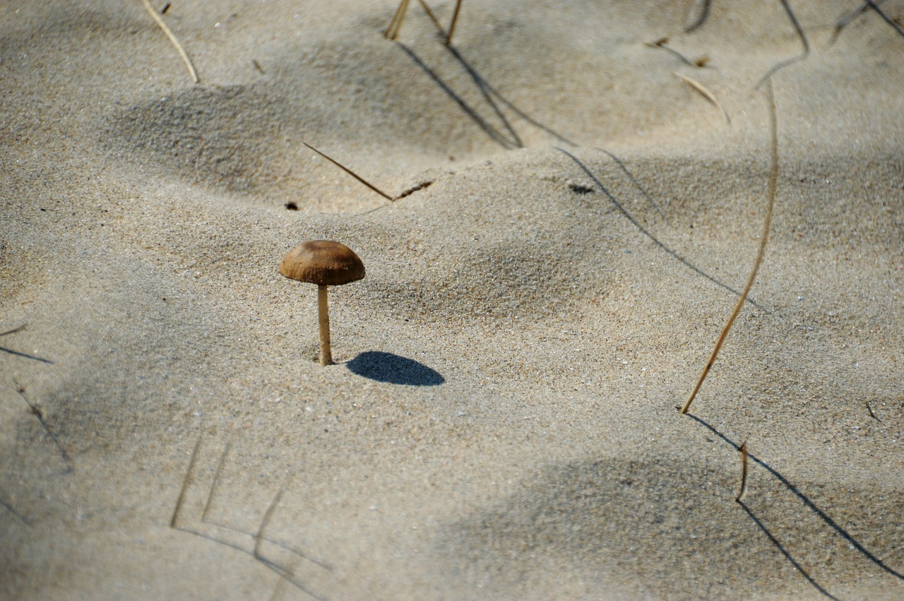 sea  beach  hauts de france free photo