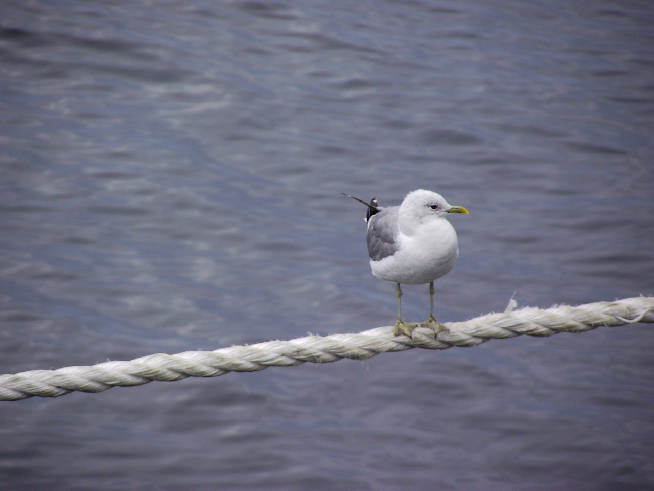 sea  seagull  bird free photo