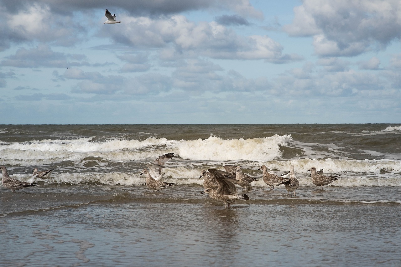 sea  beach  seabird free photo