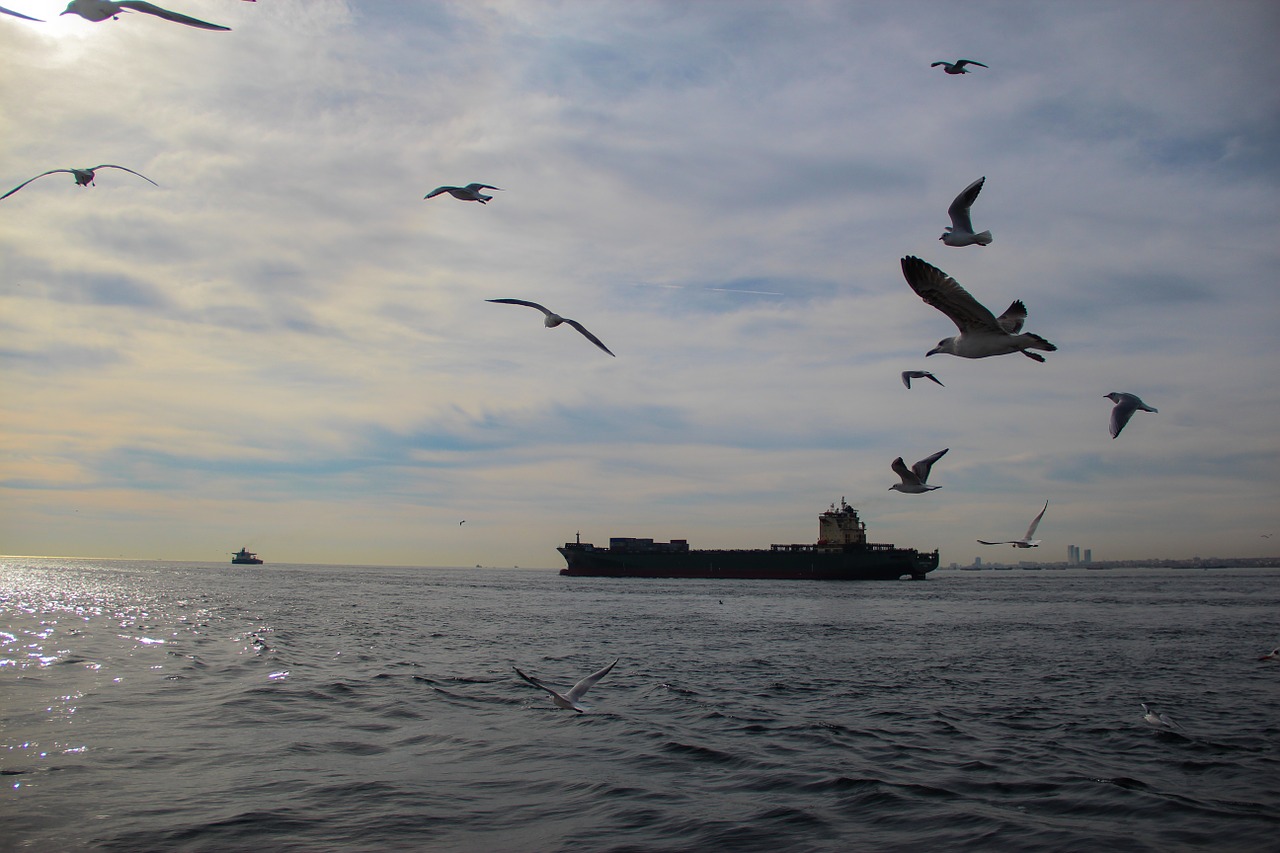 sea ocean seagulls free photo