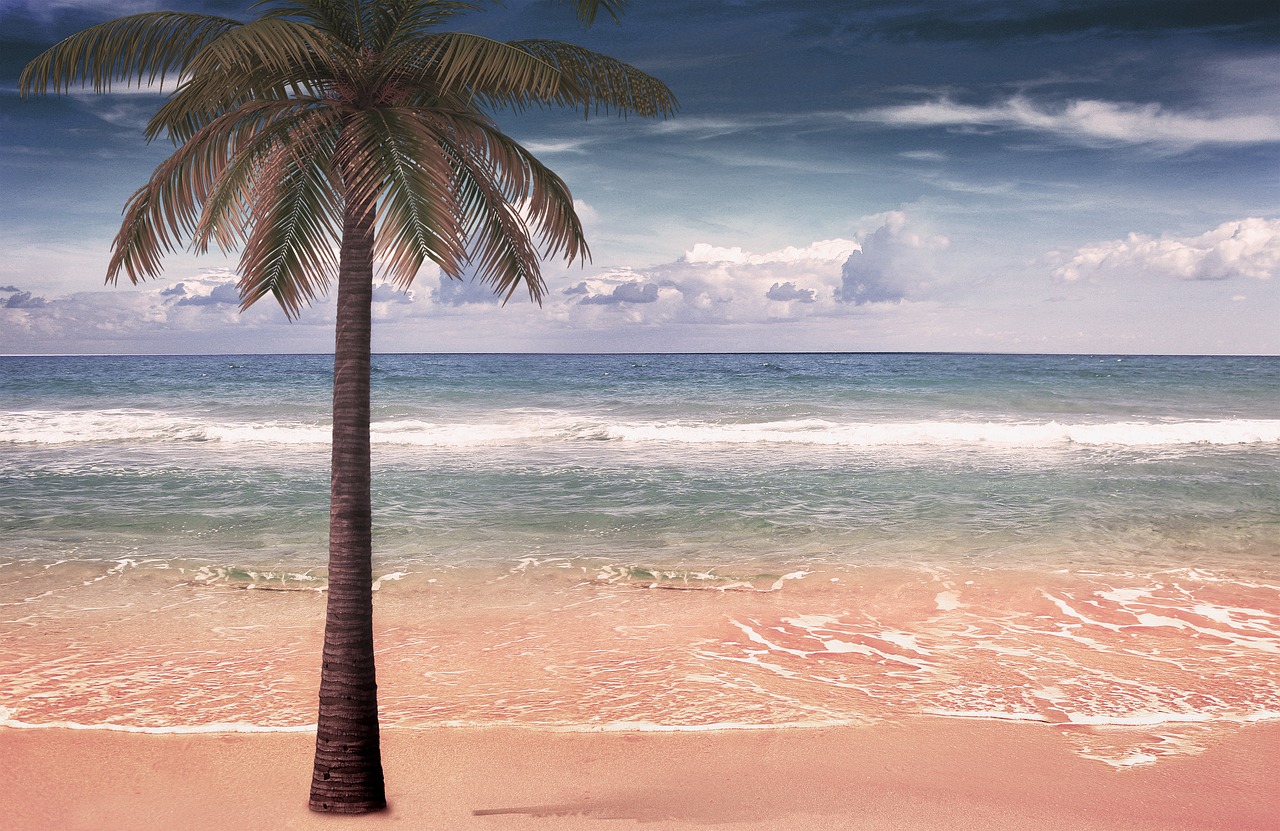 sea  palm  sand free photo